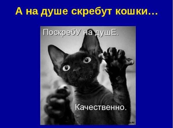 Изучение выражения кошки скребут на душе. Смотреть фото Изучение выражения кошки скребут на душе. Смотреть картинку Изучение выражения кошки скребут на душе. Картинка про Изучение выражения кошки скребут на душе. Фото Изучение выражения кошки скребут на душе